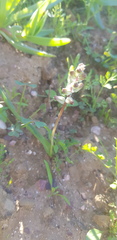 Lachenalia bolusii