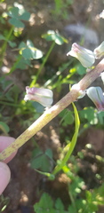 Lachenalia bolusii