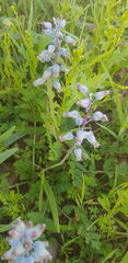 Lachenalia bolusii