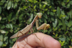 Hierodula transcaucasica
