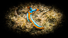 Thuridilla lineolata