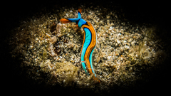 Thuridilla lineolata