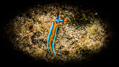 Thuridilla lineolata