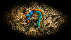 Thuridilla lineolata