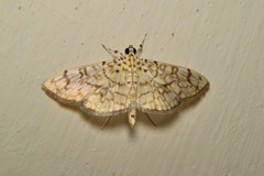 Haritalodes derogata