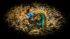 Thuridilla lineolata