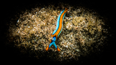 Thuridilla lineolata