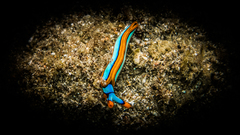 Thuridilla lineolata