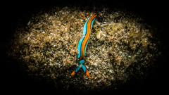 Thuridilla lineolata