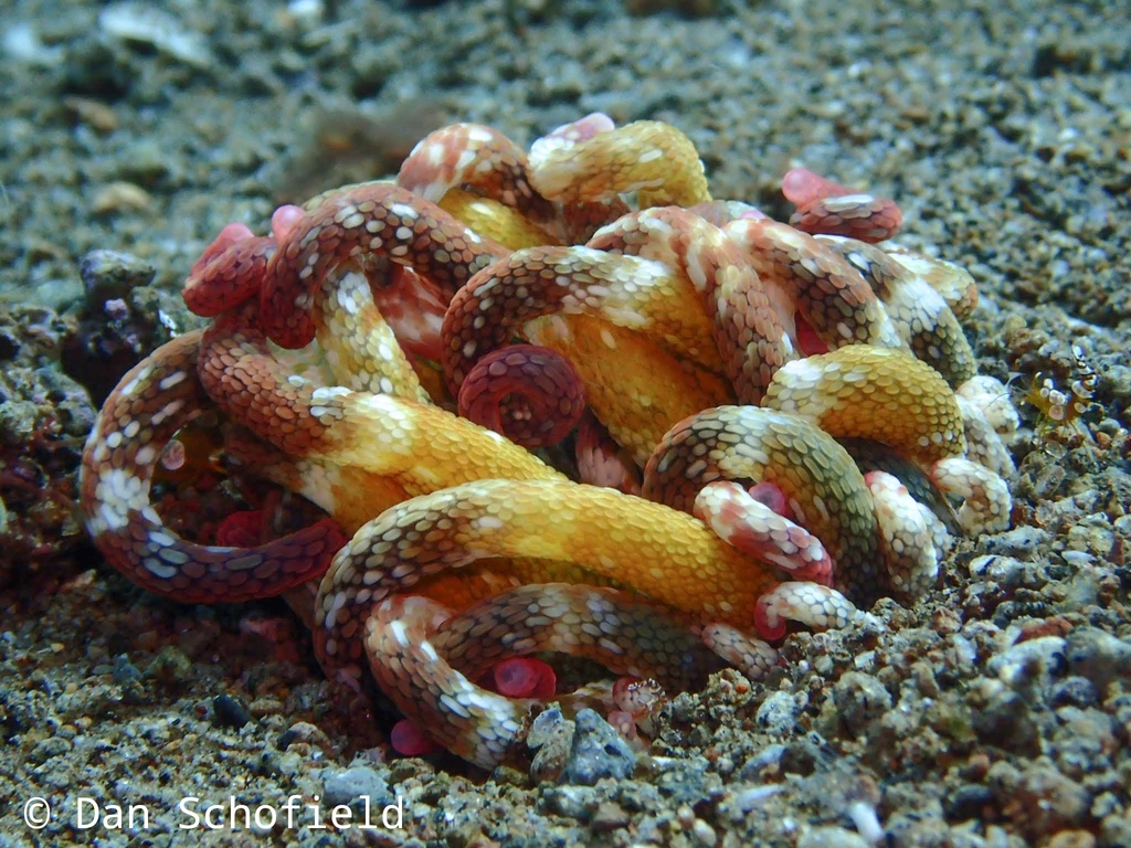 Dofleinia armata
