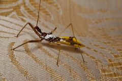 Epidaus famulus
