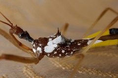 Epidaus famulus