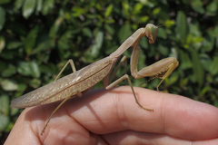 Hierodula transcaucasica