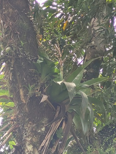 Foto de Bromélia-gigante