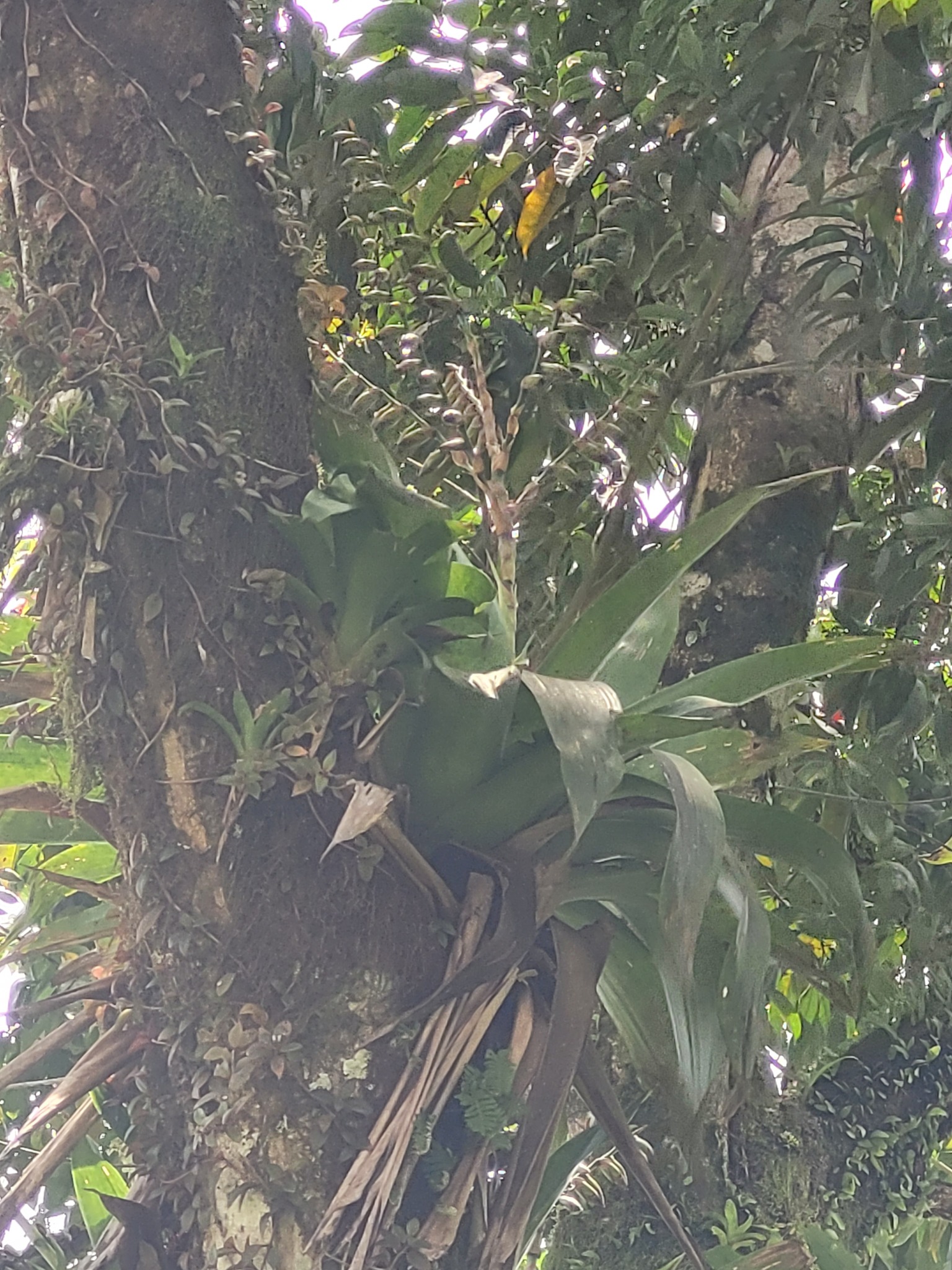 Imagem de Bromélia-gigante