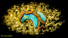 Thuridilla lineolata