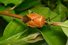 Tessaratomidae