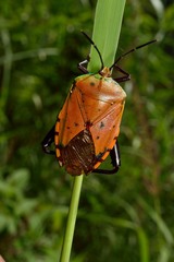 Tessaratomidae