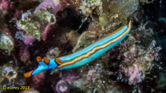 Thuridilla lineolata