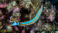 Thuridilla lineolata