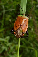 Tessaratomidae
