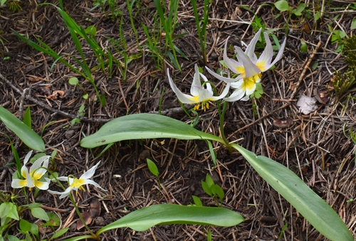 Image of Erythronium klamathense by (c) Gail A Baker, some rights reserved (CC BY)