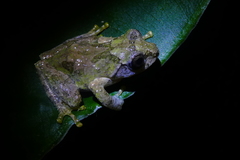 Kurixalus eiffingeri