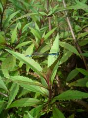 Agriocnemis clauseni