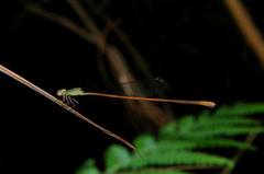 Aciagrion pallidum
