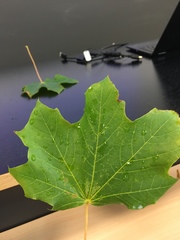 Acer platanoides