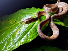 Pareas carinatus
