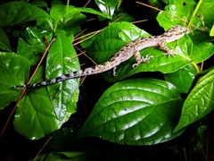 Cyrtodactylus marmoratus