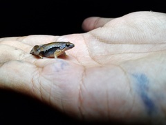Microhyla achatina