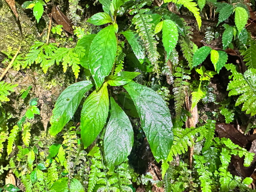 Rhynchotechum discolor iNat (3)