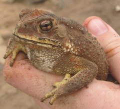 Duttaphrynus melanostictus