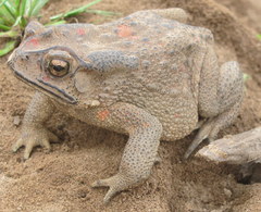 Duttaphrynus melanostictus