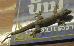 Hemidactylus platyurus