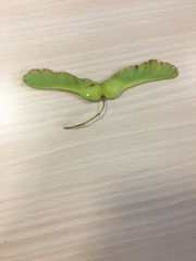 Acer platanoides