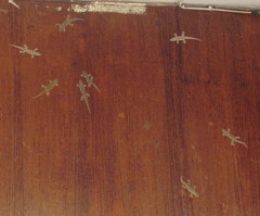 Hemidactylus platyurus