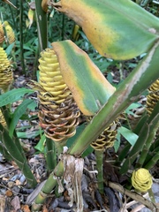 Zingiber spectabile