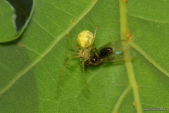 Theridion varians