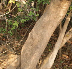 Homalium