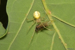 Theridion varians