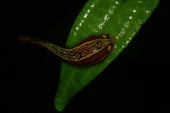 Haemadipsa picta