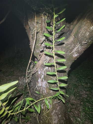 Foto de Orquídea-aranha