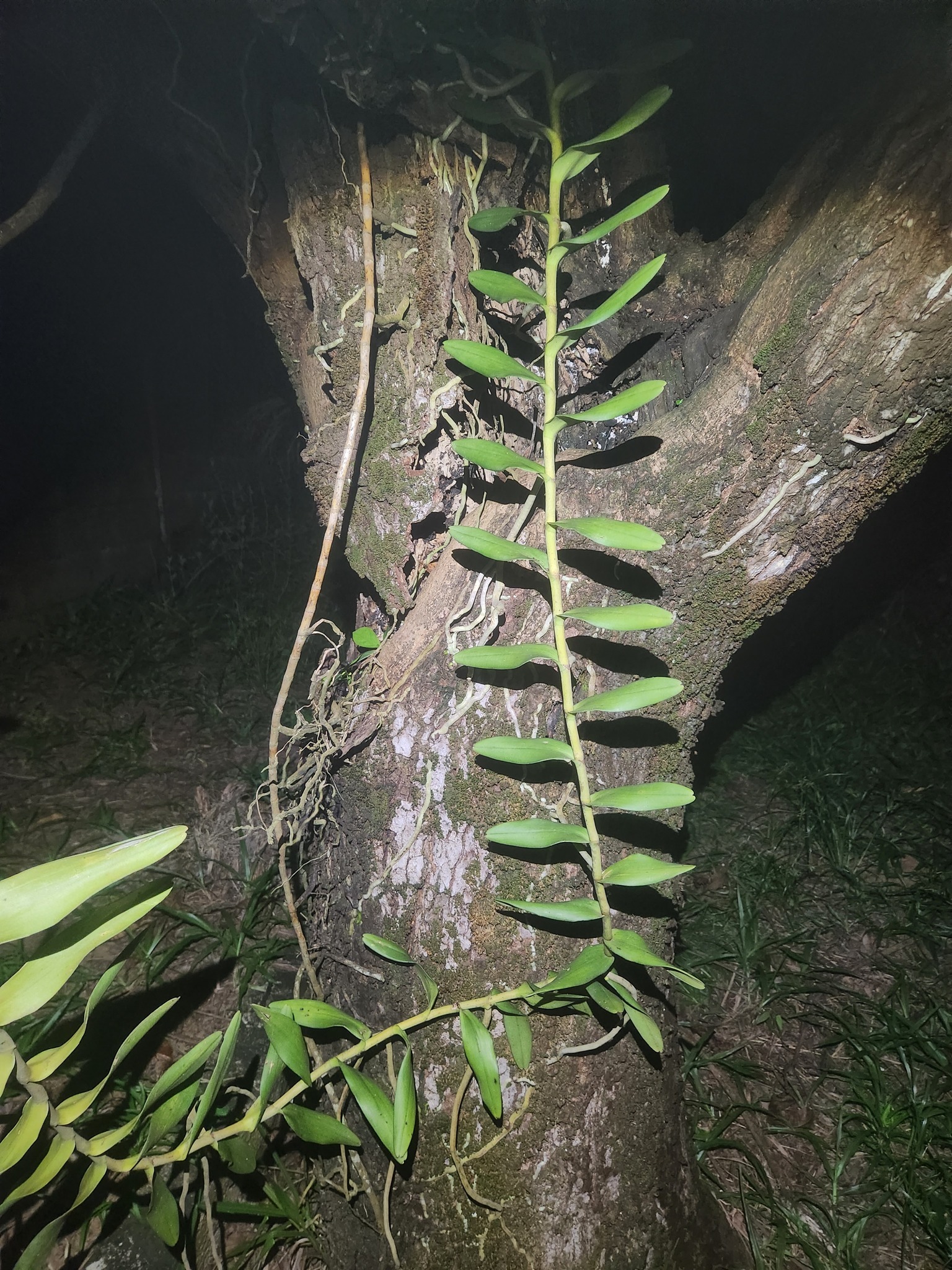 Imagem de Orquídea-aranha