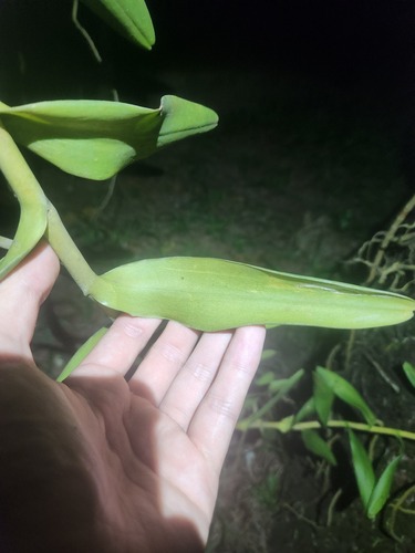 Foto de Orquídea-aranha