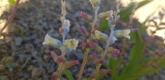 Lachenalia maximiliani