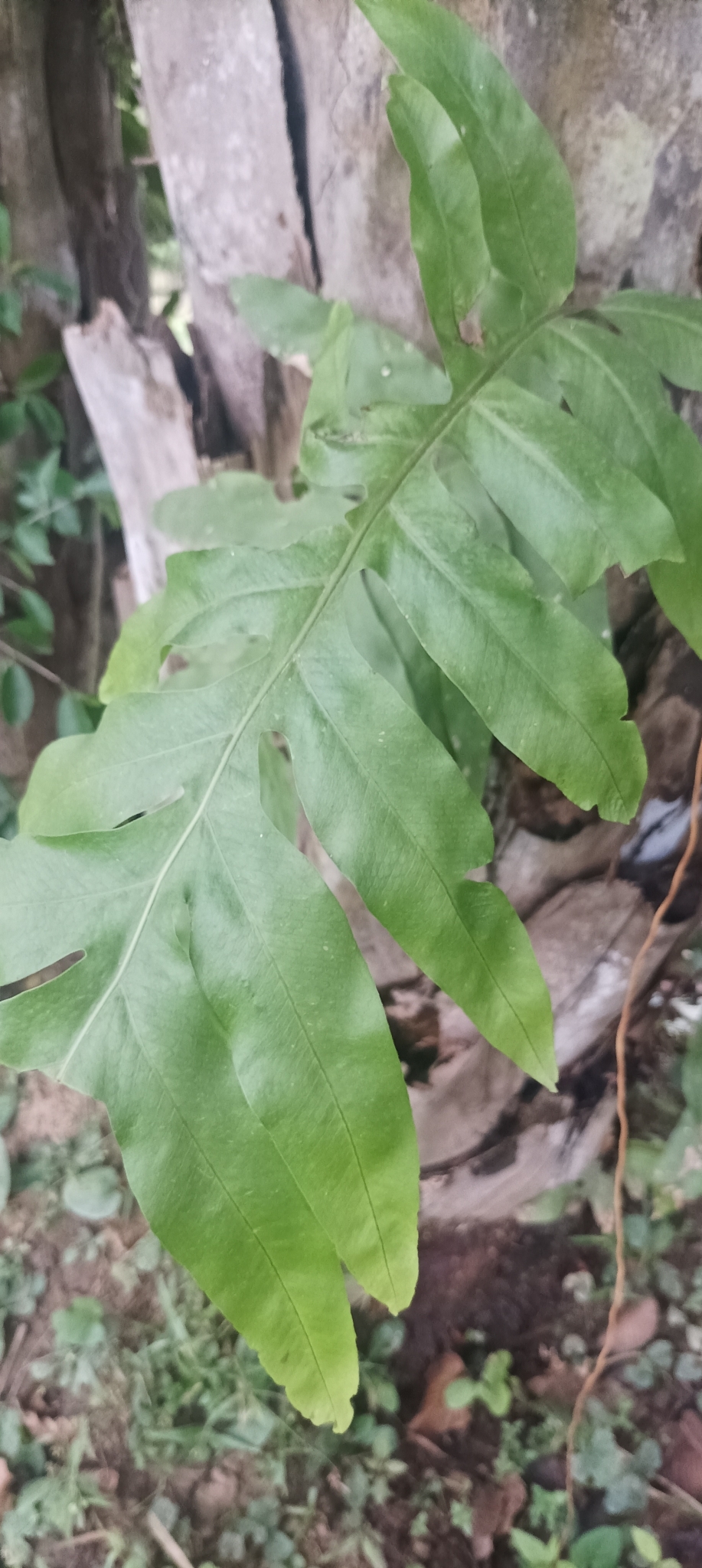 Imagem de Samambaia-açu