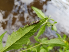 Tetragnatha nigrita